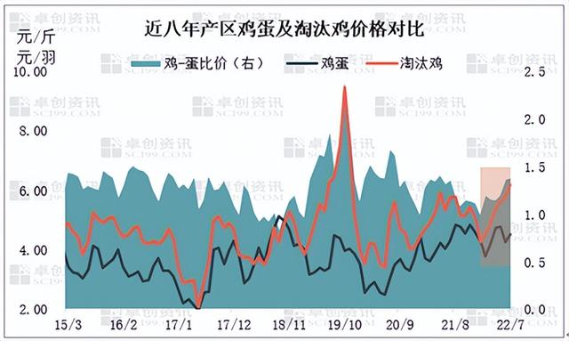 2022年规模化大层叠蛋鸡自动养殖，淘汰蛋鸡“身价”步步高升