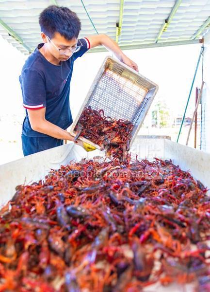 江西泰和：稻虾综合种养 百姓脱贫致富