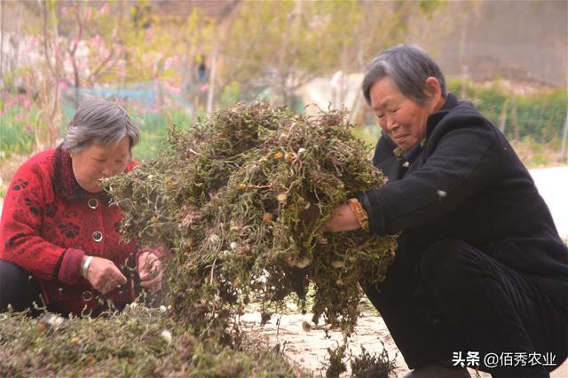 农村有种植物，是野菜也是中药材，一年可采3茬，春季价值高