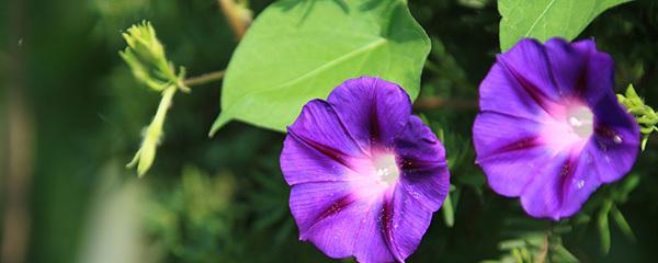 牵牛花叶子发黄怎么办