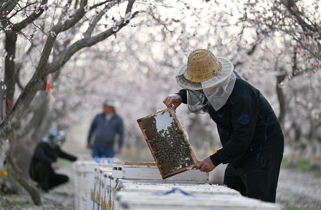 新疆巴州：花开蜂农致富忙