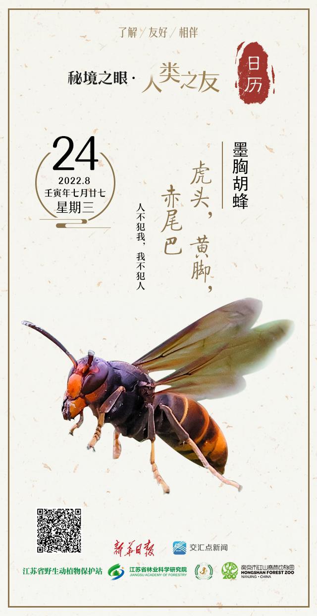 秘境之眼•人类之友 日历｜墨胸胡蜂：虎头，黄脚，赤尾巴