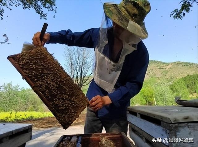 外行看热闹内行看门道，追赶“春天”的养蜂人一年能赚多少钱？