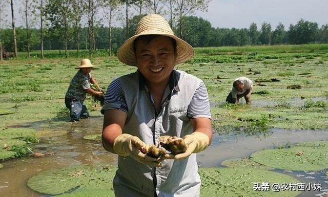 芡实怎么种植？芡实的种植方法介绍