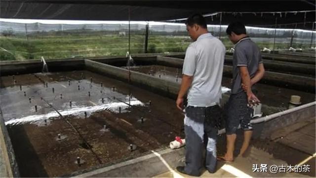 方斑东风螺生物学特性及养殖技术