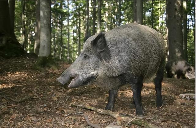 “野猪肉”要上市了？陕西对20万头野猪大开杀戒，它们犯了啥错？