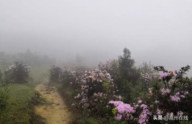 高州这一片花海你去打卡了吗？山上杜鹃花“粉”了一大片！