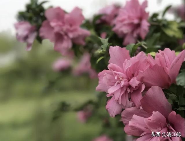 人称“无穷花”朝开暮落，好看易栽培，七步骤搞定扦插繁殖育苗