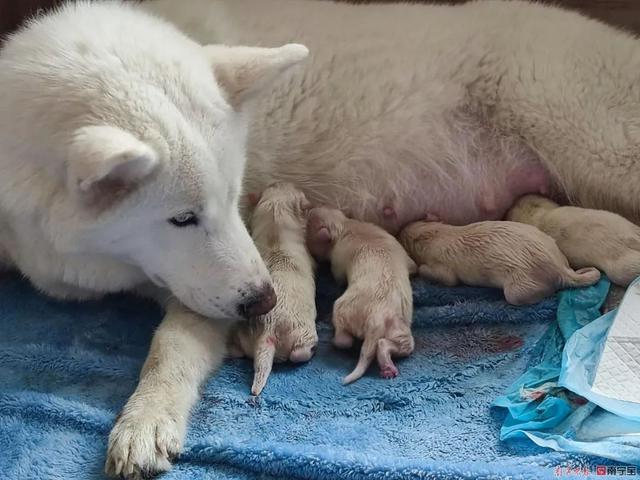 广西首例人工繁育北极狼幼崽诞生啦