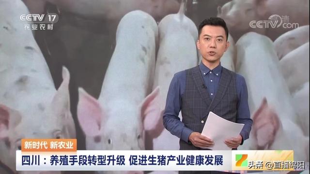 出圈了！绵阳生猪养殖经验被央视分享