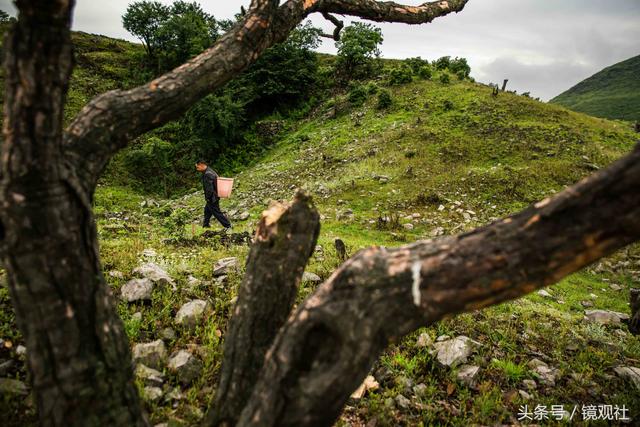 陶平，天然山地草场养出了“特种野猪”，每年收入达200多万元