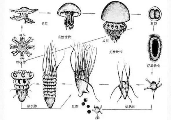 【特色水产】海蜇到底有多神秘？现已突破全人工养殖技术