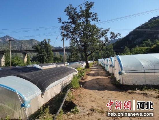 石家庄平山县：小蚂蚱“蹦”出致富路