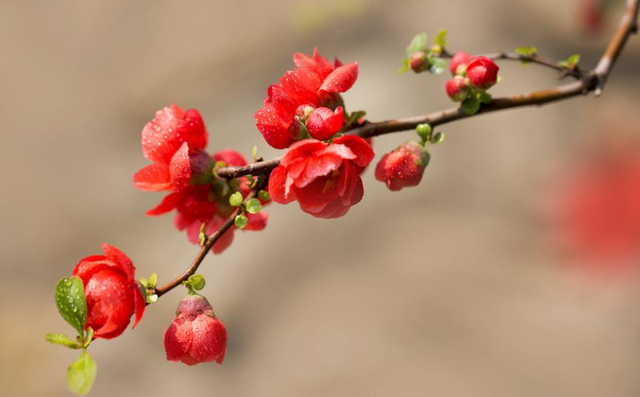 贴梗海棠夏季养护做好这几点，不黄叶烂根