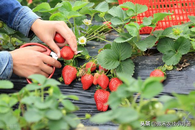 掌握好草莓移栽定植的时机与技巧，提高定植成活率、避免烂苗死棵