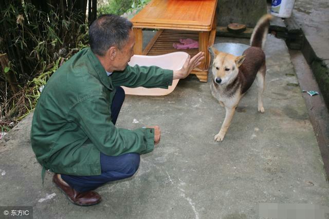 农村土狗经常挨偷，三个方法很实用，偷狗贼都慌了