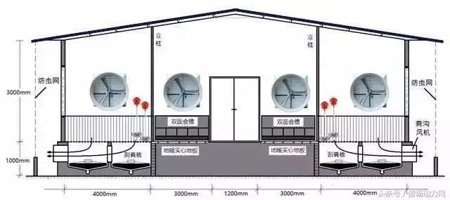 1500平猪舍只需1个员工，1人养4000头猪，为什么这些猪场这么高效