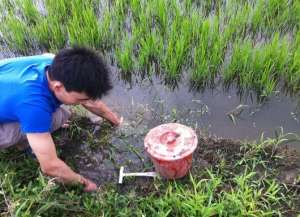 养殖泥鳅好还是野生好(出淤泥而不染的泥鳅，内脏都能吃，被誉为“水中人参”，野生难觅)