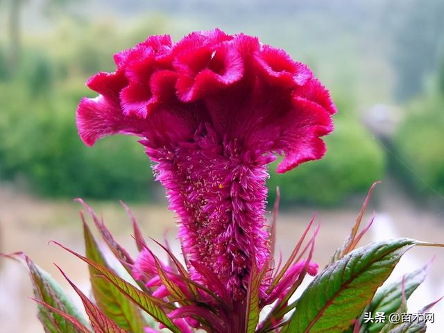 鸡冠花如何栽培养护