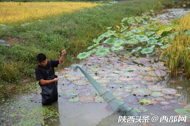 陕南小伙投百万稻田养小龙虾 成功后要复制稻虾共存循环养殖