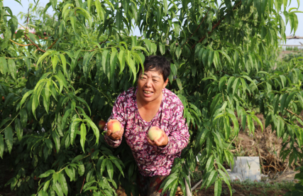 大树底下长草吗？——来自天津滨海新区16个市级困难村帮扶工作的调查报告