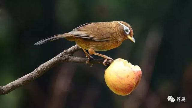 画眉鸟的饲养技巧