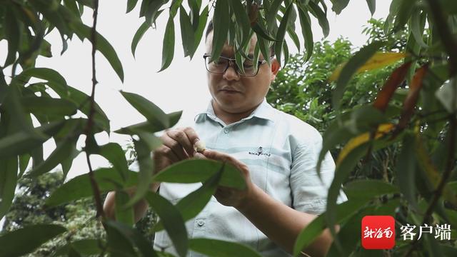 果然有种｜海南乡村振兴新势“荔”②：2000余年种植历史 荔枝与海南渊源颇深