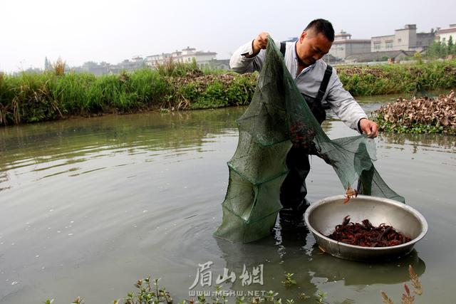 当下食客喜欢啥 一定不缺小龙虾