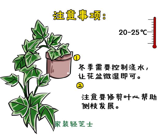 量天尺、珍珠吊兰、千年木..这5种百搭植物，浇水只需记住8个字