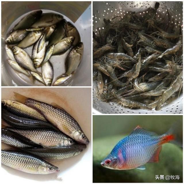 「名特水产」鳜鱼：从养成到育苗，这条鱼究竟贵在哪里？