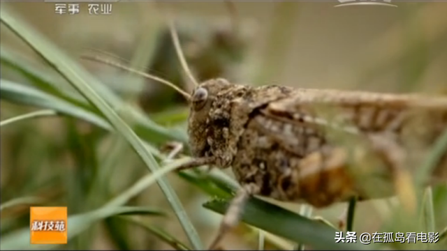 看完这期“战斗鸡”治蝗虫节目，我可算明白为啥军事农业是一家了