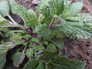 鼠尾草 种植(在河岸，生长着1种“癞蛤蟆草”，以往没留意它，而今珍贵，少见)