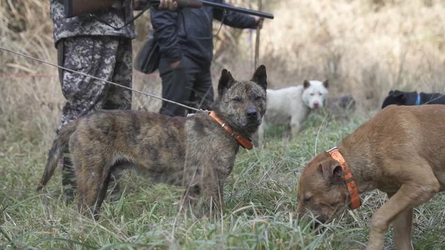 野猪在中国局地泛滥，100万头野猪难逢敌手，全职猎人也无能为力