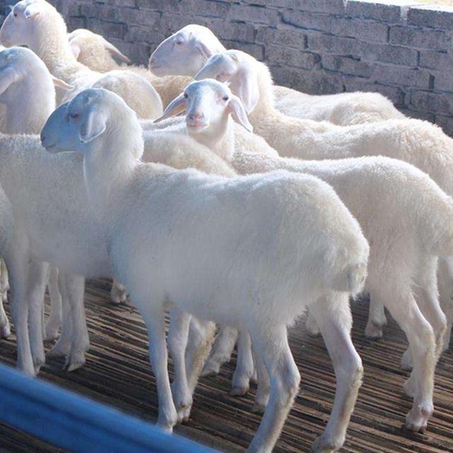湖羊生产的饲养条件和饲养管理要点！