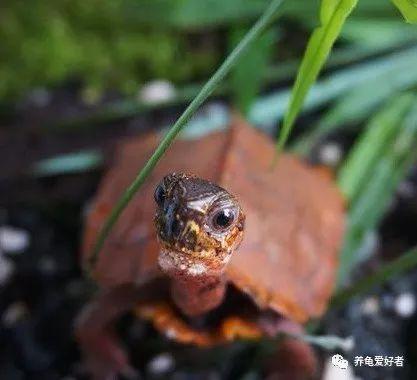 龟，是不是越贵越难养，成正比吗？