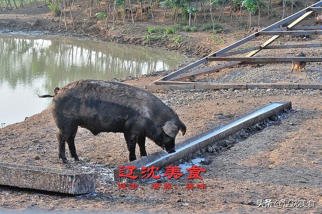 沈阳农民山沟养猪，估计年收入要超百万，纯正原生态黑猪