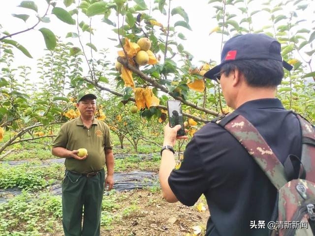 创业老兵用短视频拓宽销路，为青花梨“代言”