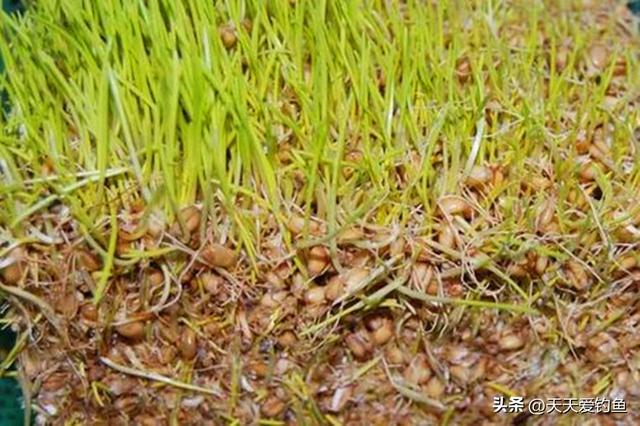 野钓草鱼，自制饵料配方汇总，最后这种是“神器”