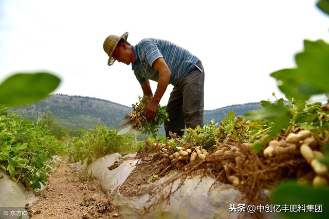 旱地花生地膜覆盖技术