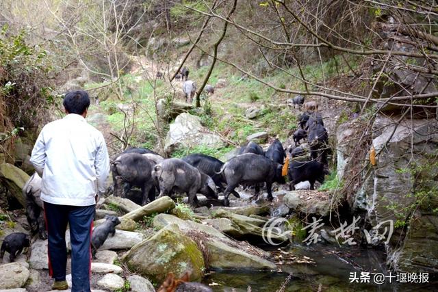 十堰男子养殖“跑山猪”轻松年入30万 每天只喂一顿，血统不凡