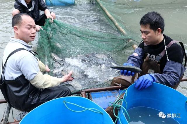 在这里，“滚水活鱼”开启水产养殖新模式！