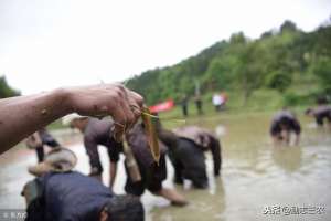 什么时候养殖泥鳅(爱吃泥鳅吗？泥鳅养殖投喂饲料的时间及种类介绍)