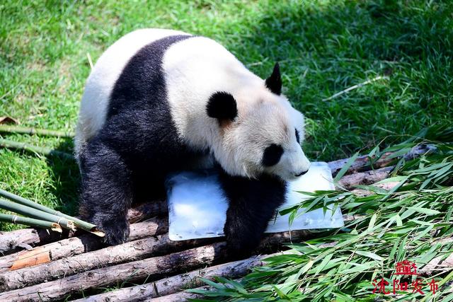 沈阳森林动物园夏日防暑有凉方