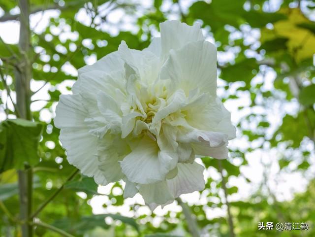 人称“无穷花”朝开暮落，好看易栽培，七步骤搞定扦插繁殖育苗