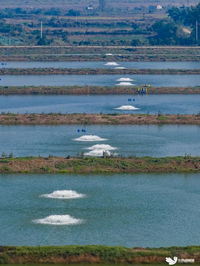 东西湖国家万亩渔业绿色循环试点基地建设加速