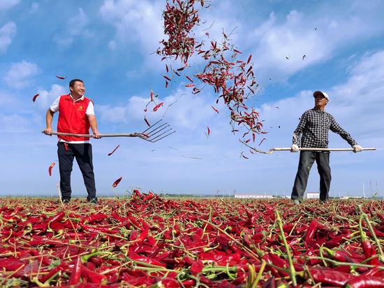 新疆乌苏市：辣椒种植规模化 奏响乡村振兴“椒”响曲