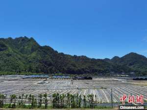 南方适合种植什么菇(贵州成中国南方最大的夏菇生产基地 2020年食用菌产值超180亿元)