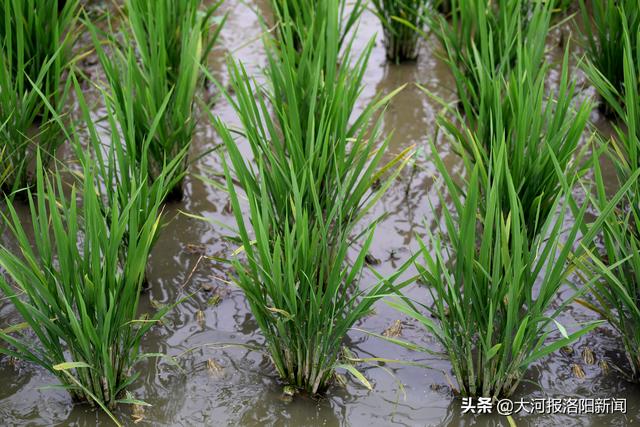 河南：洛阳农村父子齐上阵，稻花香里收获蛙声阵阵