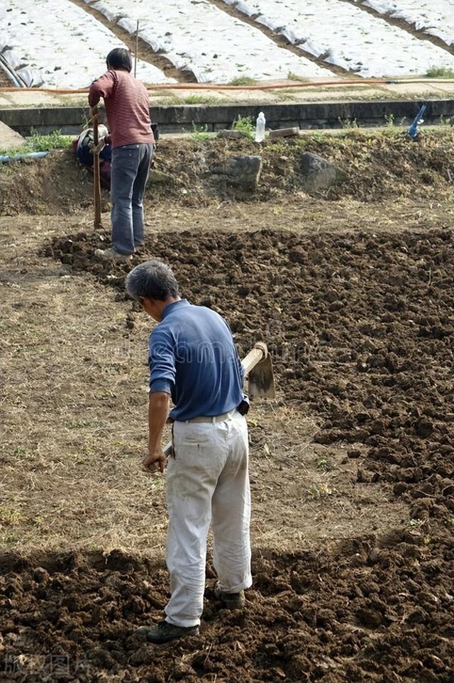 田螺养殖新高度，80后返乡创业“螺稻共生”亩产值轻松破万元