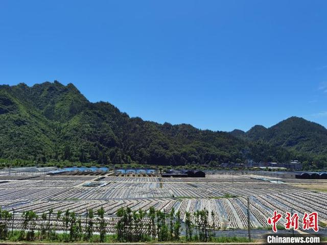 贵州成中国南方最大的夏菇生产基地 2020年食用菌产值超180亿元